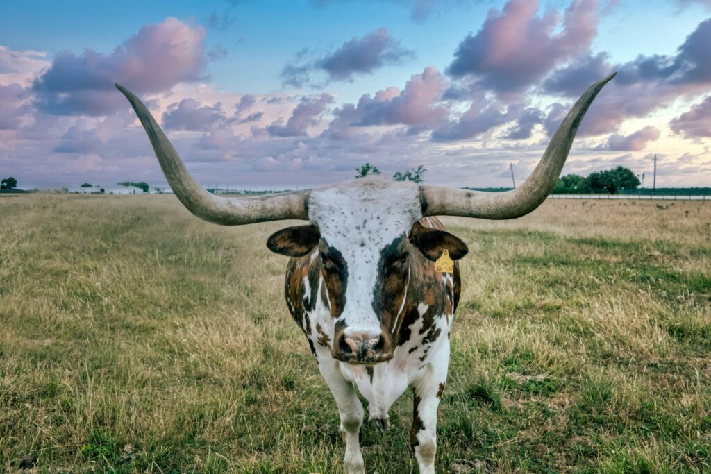 cattle on a ranch