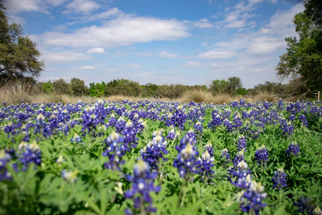 a field of bluebonnet flowers