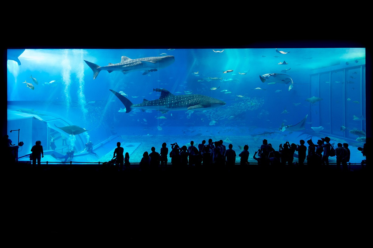 People viewing sharks in an aquarium